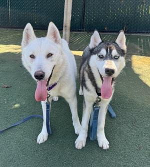 Dash, Siberian Husky, young, available for adoption