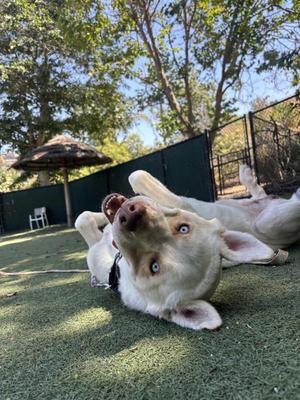 Duke, Shepherd, adult, available for adoption