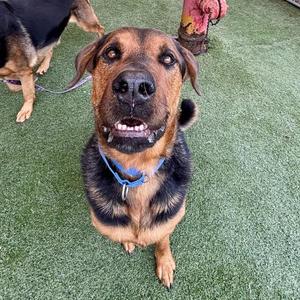 A black and brown dog with a blue collar sitting on green artificial grass, looking up at the camera with its mouth open.