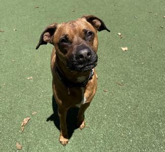 Bowie, Boxer / Rhodesian Ridgeback, adult, available for adoption