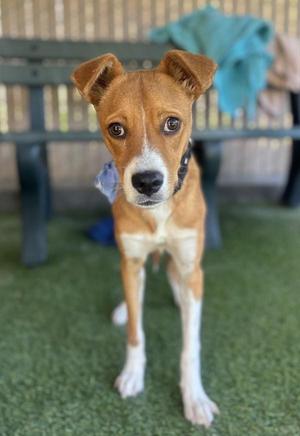 A brown and white dog standing on a green surface, looking directly at the camera.
