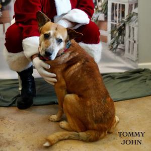 Tommy John, Mixed Breed (Medium), senior, available for adoption