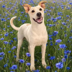 Toodles, Terrier, adult, available for adoption