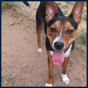 Yoda, Terrier, adult, available for adoption