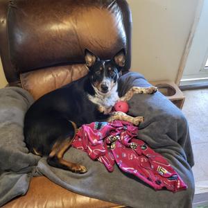 Hotty Toddy, Shepherd, Australian, adult, available for adoption