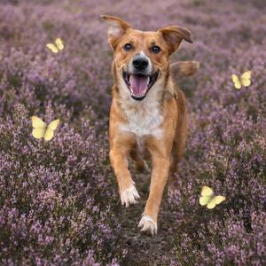 A happy dog running through a field of purple flowers with butterflies flying around.