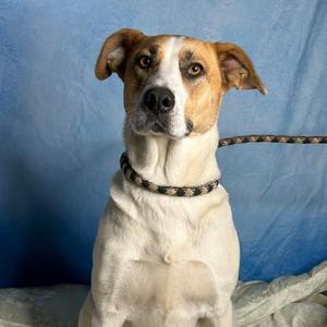 Bertie, Mixed Breed (Large), adult, available for adoption
