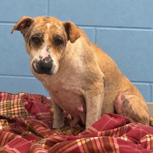 A brown and white dog with a black nose sitting on a plaid blanket in front of a blue wall.
