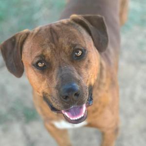 A brown dog with floppy ears looking up at the camera with its mouth open, showing its teeth and tongue.