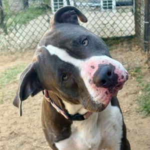 Jasper, Terrier, adult, available for adoption