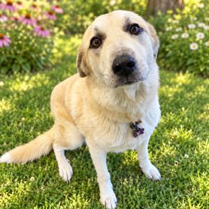 Honey, Shepherd, Anatolian, adult, available for adoption