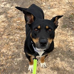 Lola, Rottweiler, adult, available for adoption