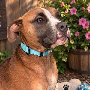 Rufus, Boxer, young, available for adoption
