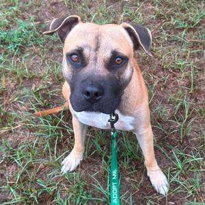A brown and black dog with a green leash standing on grass.