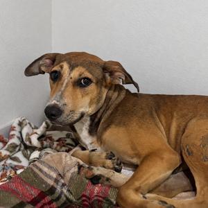 Bean, Terrier, young, available for adoption