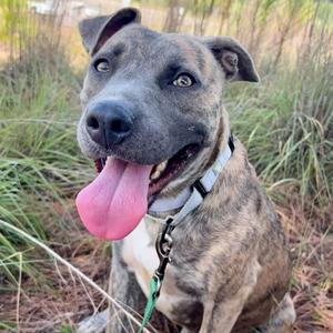 A brindle dog with a white chest and a black nose, sitting in a grassy area with its tongue out, wearing a collar and leash.