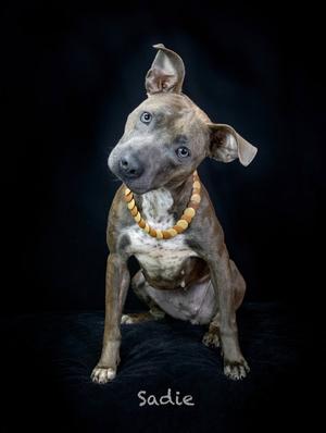A brown and white dog with a yellow collar sitting on a black background. The dog has a muscular build and is looking directly at the camera. The name "Sadie" is written in white text at the bottom of the image.