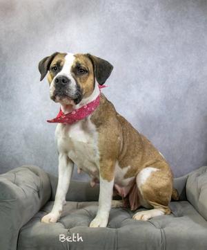 Beth, Boxer / Hound, adult, available for adoption