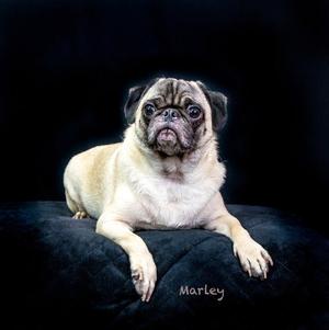 A pug dog named Marley lying on a black surface.