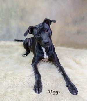 A black dog with a white patch on its chest lying on a fluffy white surface.