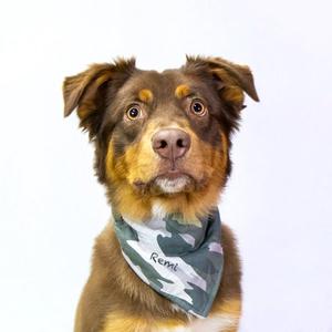 Remi, Australian Shepherd, young, available for adoption
