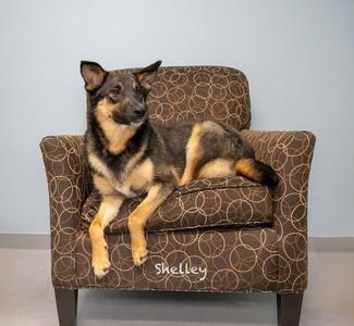 Shelley, Shepherd, young, available for adoption