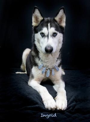 Ingrid, Husky, adult, available for adoption