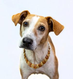 A brown and white dog wearing a beaded collar, looking directly at the camera.
