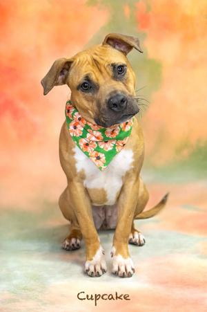 Cupcake, Staffordshire Bull Terrier, young, available for adoption