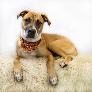 A brown and white dog wearing a bandana, lying on a fluffy white surface.