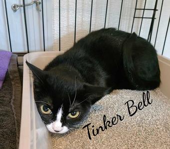 TINKERBELL, kitten, available for adoption