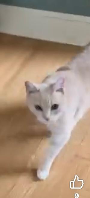 A white cat walking on a wooden floor.
