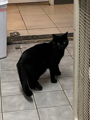 A black cat with green eyes standing on a tiled floor, looking towards the camera.