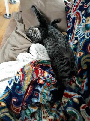 Waffles, young, available for adoption