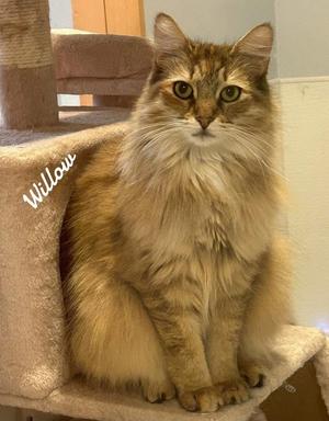 A fluffy, long-haired cat with golden and brown fur sitting on a cat tree. The cat has striking green eyes and is looking directly at the camera. The name 'Willow' is written in white cursive text on the left side of the image.