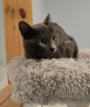 Little Frankie, available for adoption