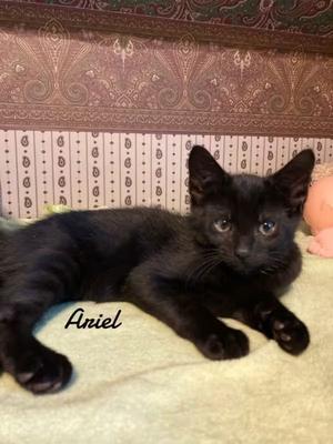 Ariel 2025, available for adoption