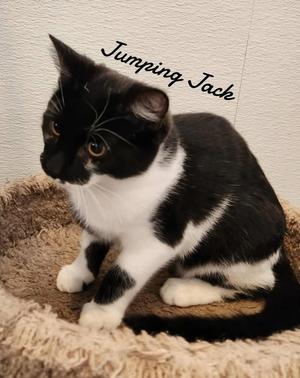 Jumping Jack, available for adoption