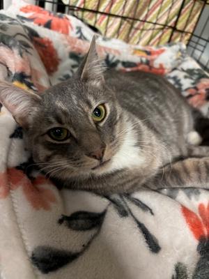 Ollie 2025, available for adoption