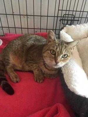Gwen, young, available for adoption
