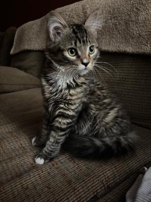 A fluffy tabby kitten sitting on a couch