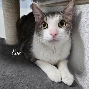 A gray and white cat named Eve is lying on a gray surface, with a scratching post in the background. The cat has large, expressive green eyes and is looking directly at the camera.