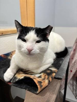 Snowflake 2025, available for adoption