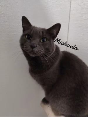 Michaela, available for adoption