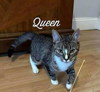Queen 2024, young, available for adoption
