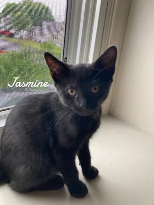 Jasmine 2025, available for adoption