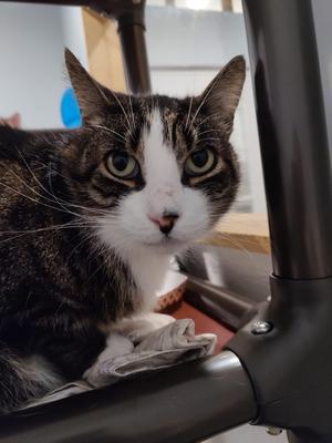 Micah 2015, available for adoption