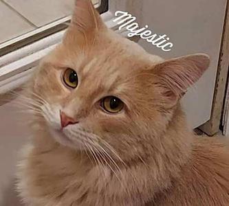 A fluffy orange cat with large, expressive eyes and a pink nose, looking directly at the camera. The word "Majestic" is written in cursive above the cat's head.