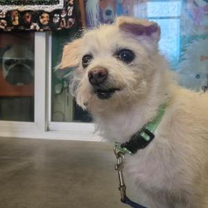 Jack, Maltese, senior, available for adoption
