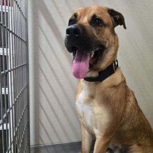 Teddy, Shepherd, German, adult, available for adoption